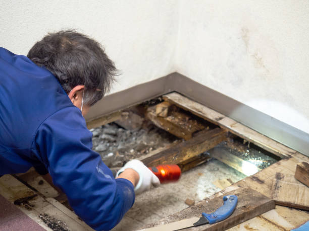 Best Attic Mold Removal  in Carthage, TX